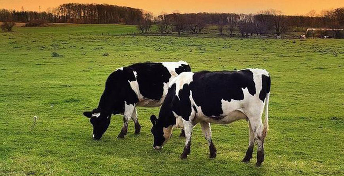 کود گلخانه‌ای حیوانی، در انواع گاوی، مرغی، اسبی و گوسفندی موجود است.