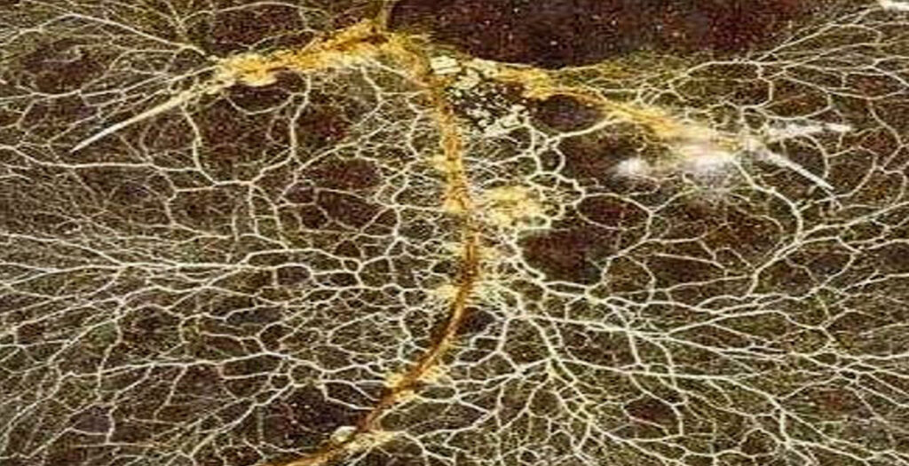 کود گلخانه‌ای - کود بیولوژیک یا زیستی