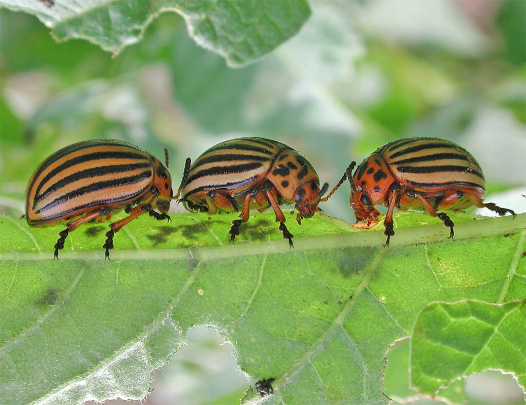 آفت گلخانه - کنترل و مدیریت آفات